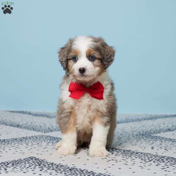 Georgie, Mini Aussiedoodle Puppy